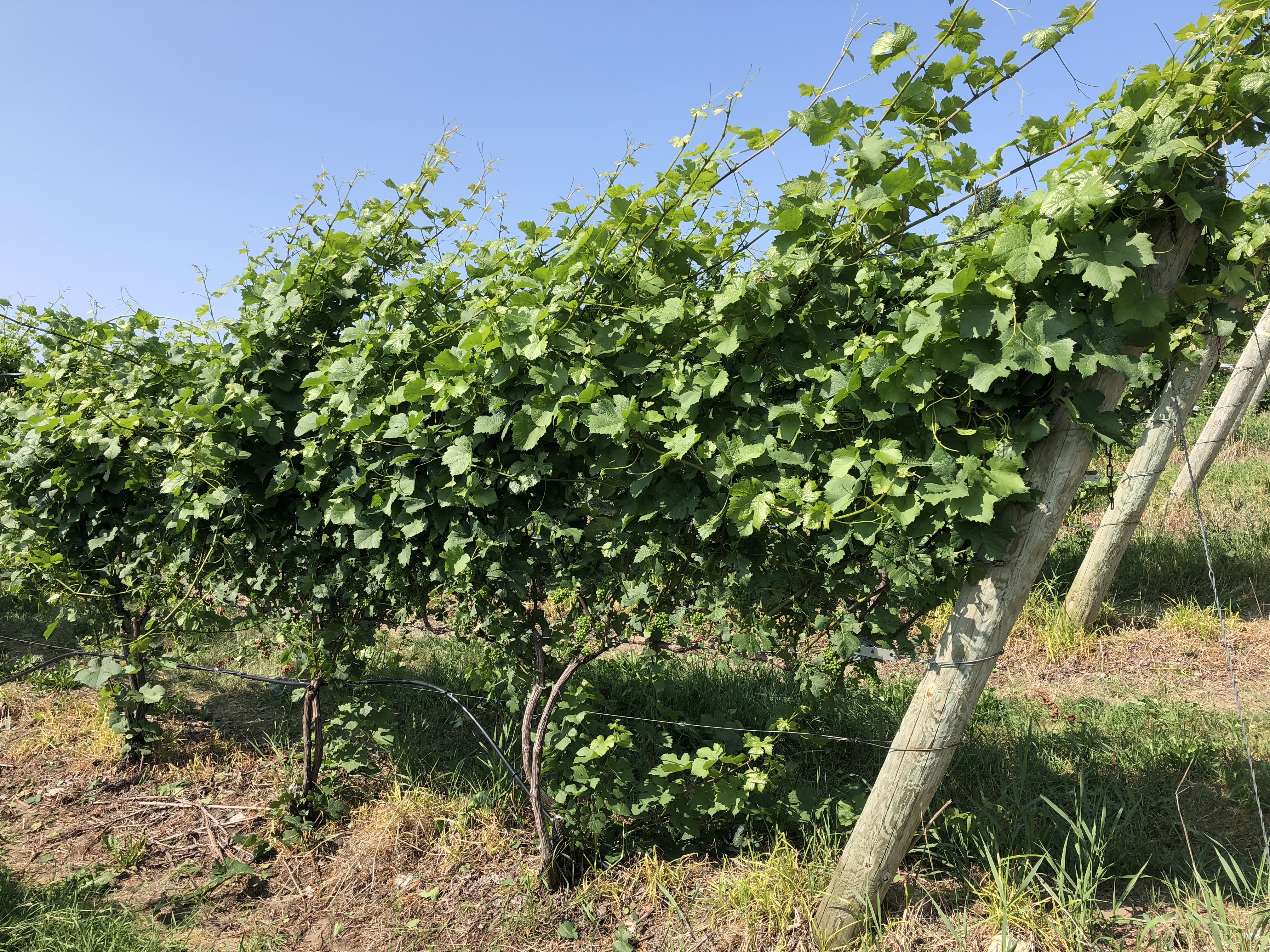 Image 6_Pinot noir post-mechanical leaf removal